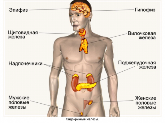 Когда нужно обращаться к эндокринологу