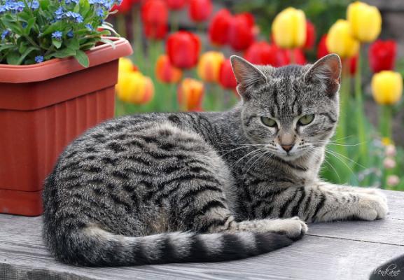Домашние коты