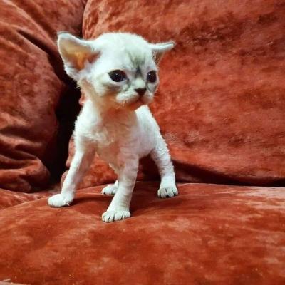 Кликните, чтобы открыть прикрепленное изображение