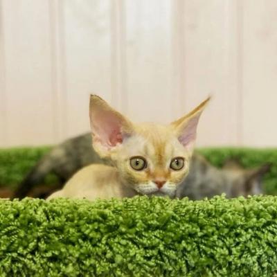 Кликните, чтобы открыть прикрепленное изображение