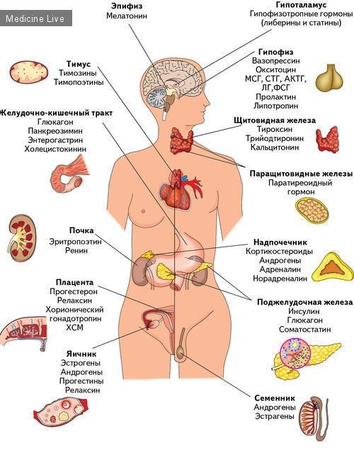 Как восстановить эндокринную систему