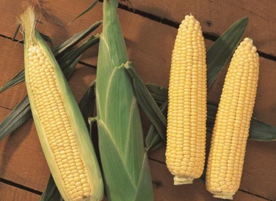 Кукуруза оптом: экологически чистый продукт от проверенных 
