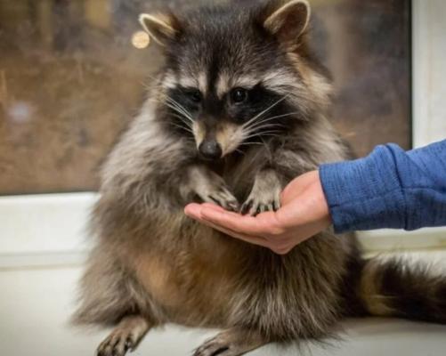 Домашний енот: плюсы и минусы. Содержание