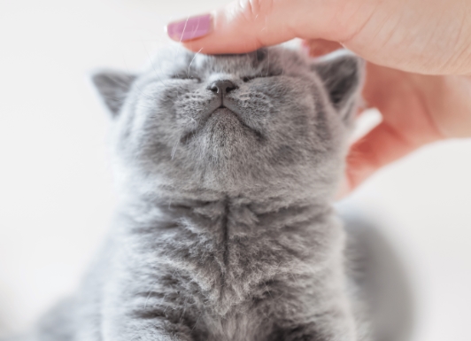 Как выбрать котенка