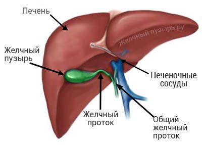 Проблемы со здоровьем. Дискинезия желчного пузыря
