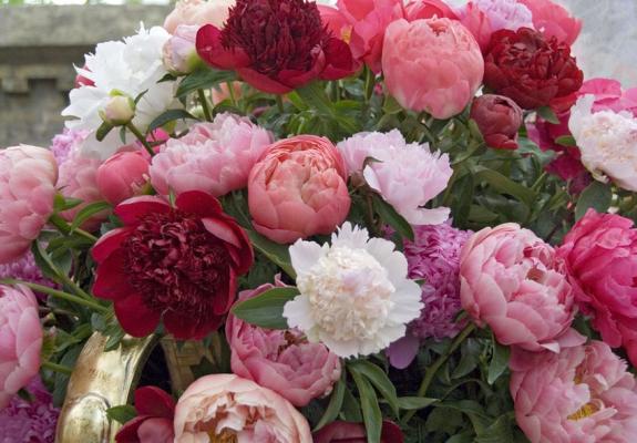 Долговечные пионы: 5 практичных советов