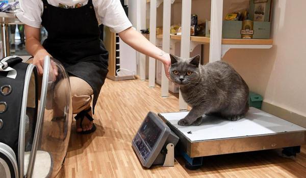 Кликните, чтобы открыть прикрепленное изображение